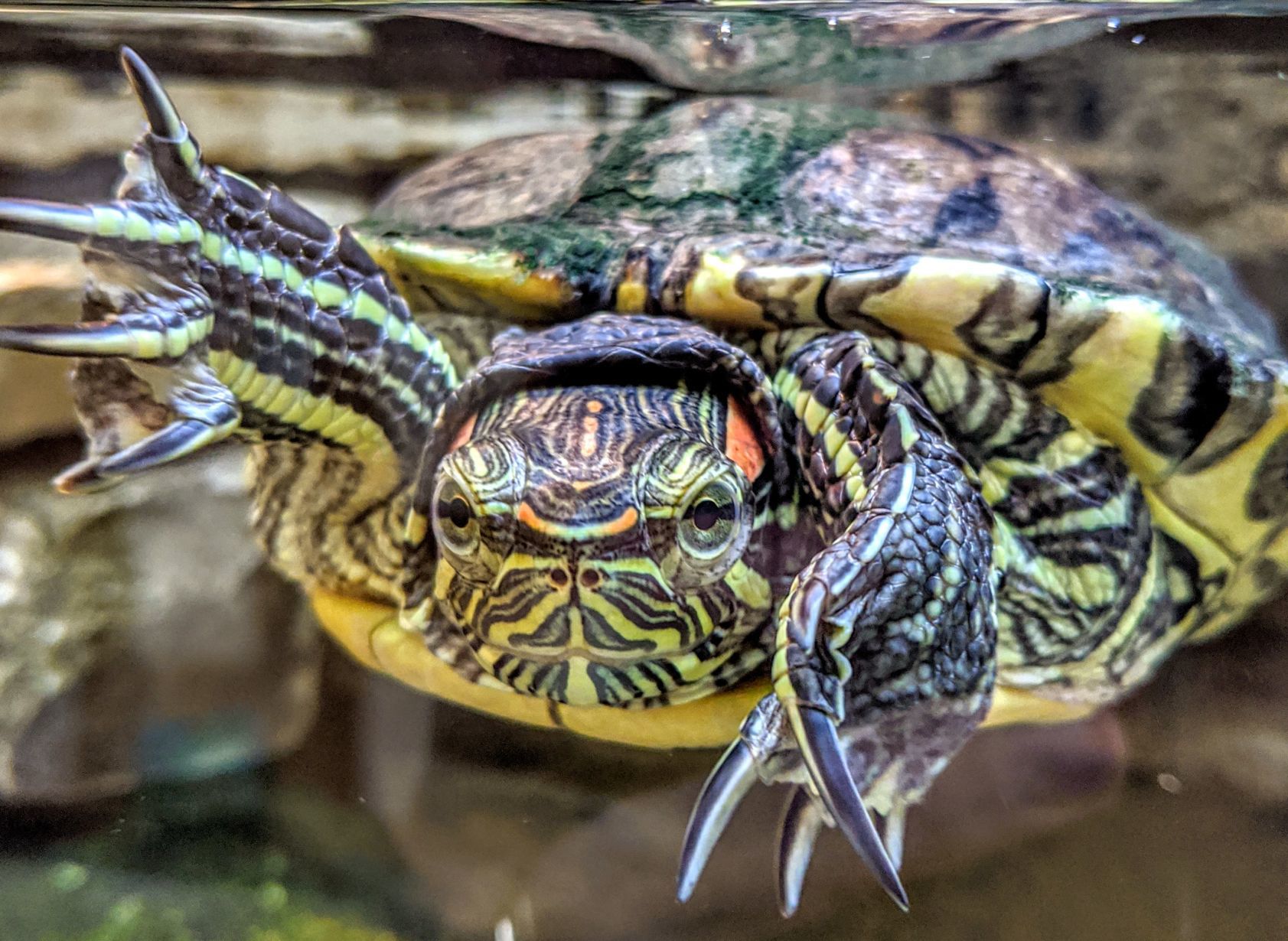 Turtle at Lime Creek
